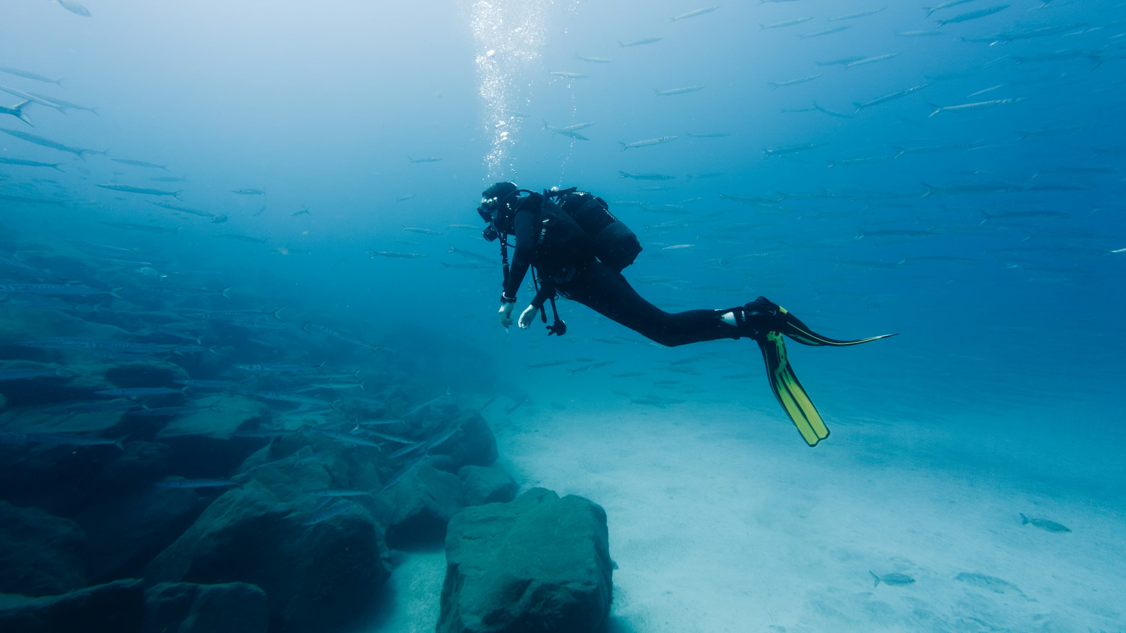 Diver with yellow fins under barracuda