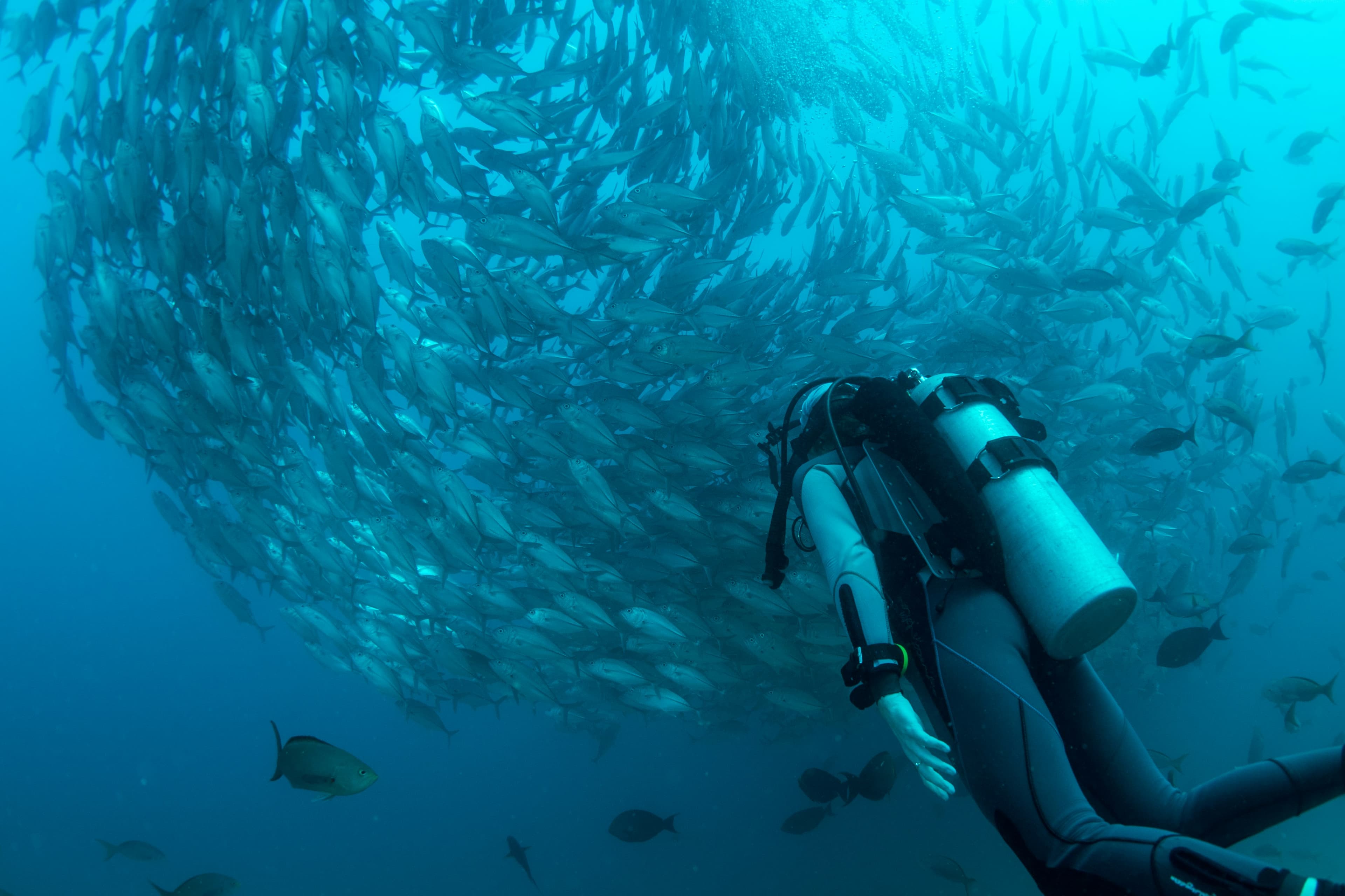 Diver approaching a dense school of fish in open water