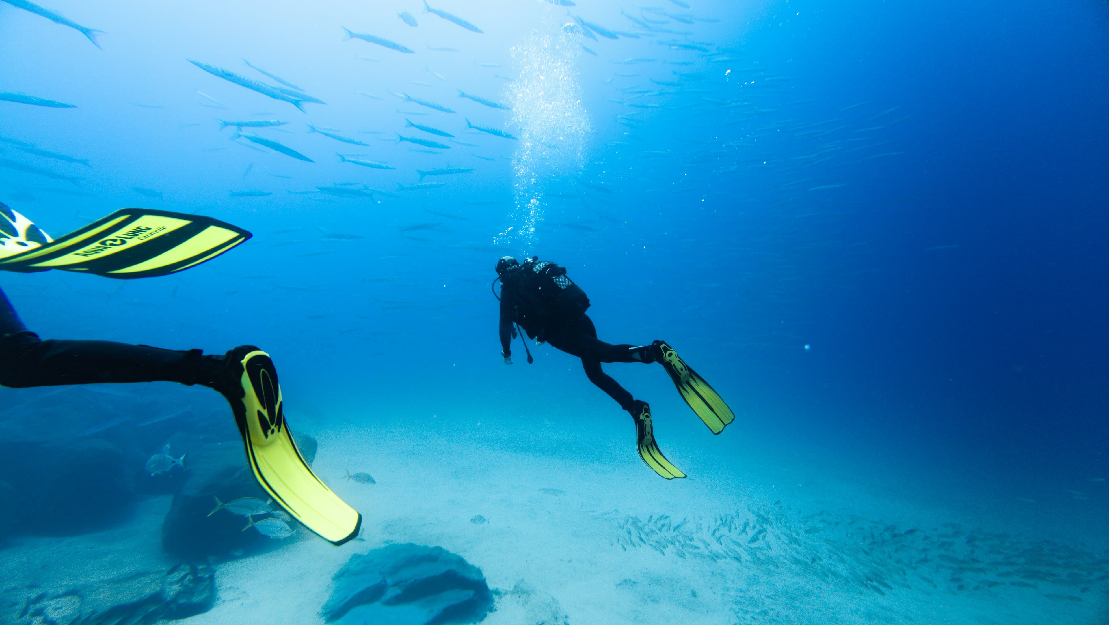 Divers with yellow fins under a school of barracuda
