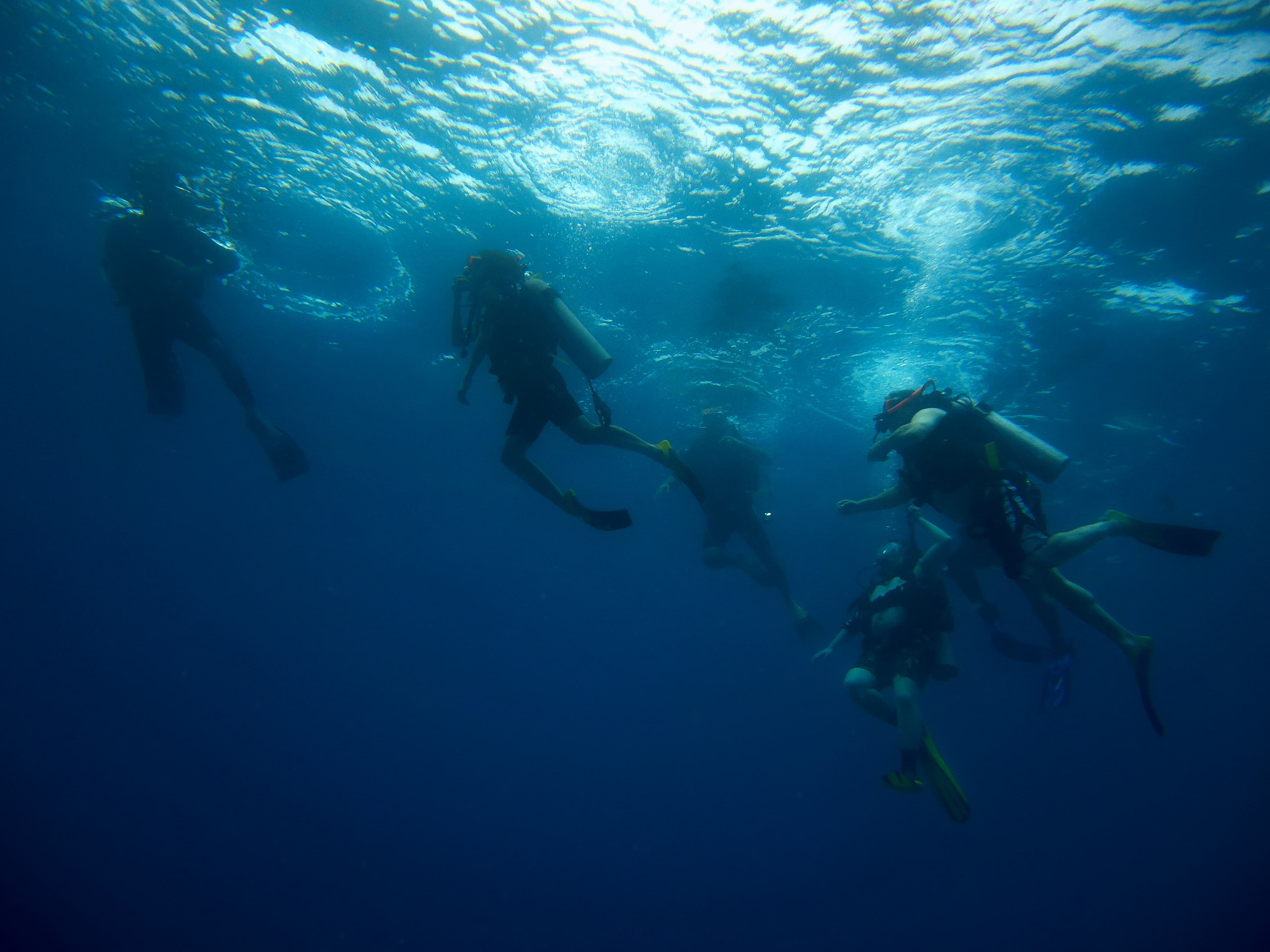 Divers silhouetted against sunlight at the surface
